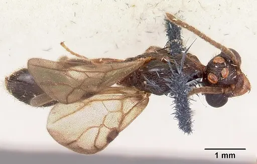 Terataner scotti specimen CASENT0101815 image casent0101815_1
