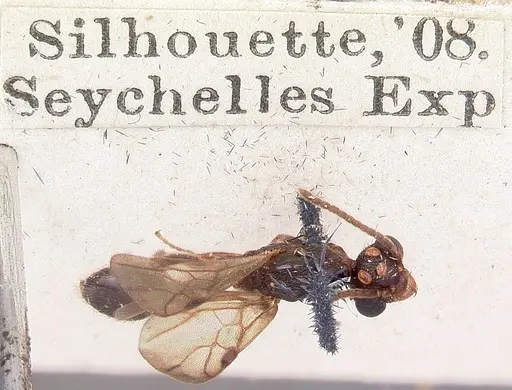 Terataner scotti specimen CASENT0101815 image casent0101815_2