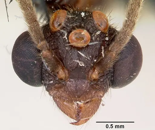 Terataner scotti specimen CASENT0101815 image casent0101815_3