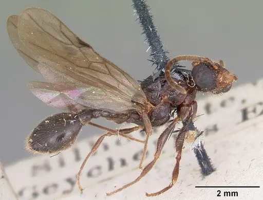 Terataner scotti specimen CASENT0101815 image casent0101815_5
