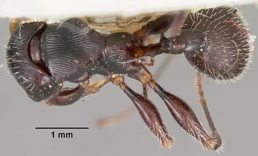 Terataner scotti specimen CASENT0102234 image casent0102234_1
