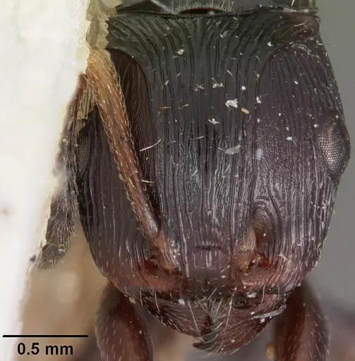 Terataner scotti specimen CASENT0102234 image casent0102234_2