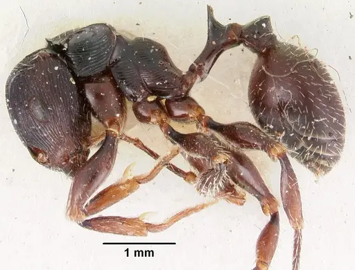 Terataner scotti specimen CASENT0102234 image casent0102234_3