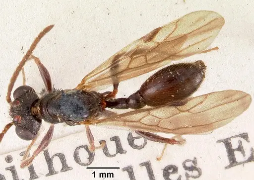 Terataner scotti specimen CASENT0102249 image casent0102249_1
