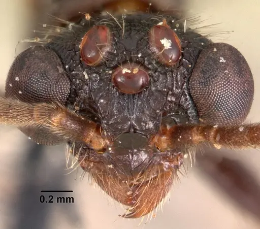 Terataner scotti specimen CASENT0102249 image casent0102249_2