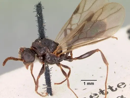 Terataner scotti specimen CASENT0102249 image casent0102249_3