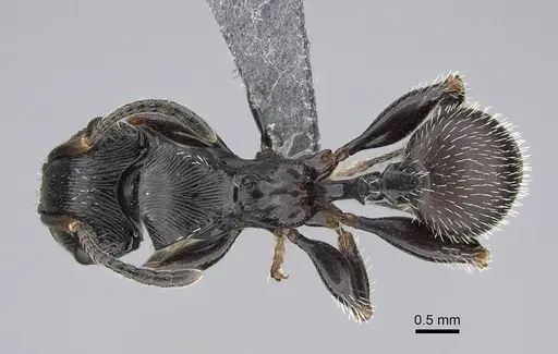 Terataner scotti specimen CASENT0922553 image casent0922553_1