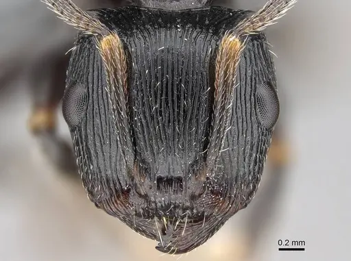 Terataner scotti specimen CASENT0922553 image casent0922553_2
