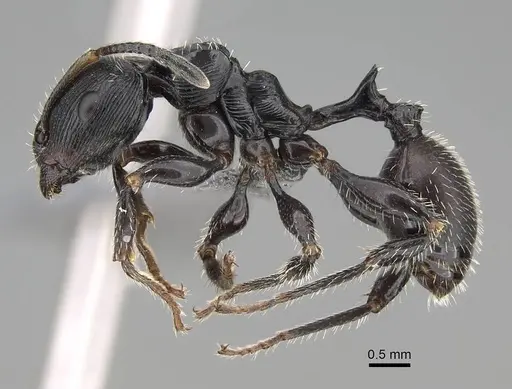 Terataner scotti specimen CASENT0922553 image casent0922553_3