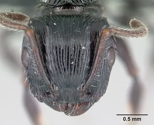 Terataner steinheili specimen CASENT0110604 image casent0110604_2