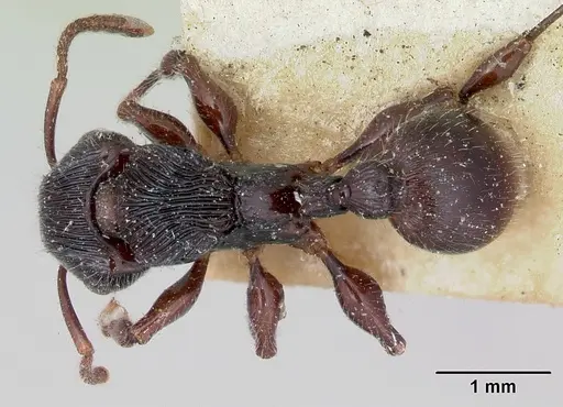 Terataner steinheili specimen CASENT0172826 image casent0172826_1
