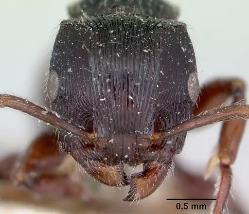 Terataner steinheili specimen CASENT0172826 image casent0172826_2