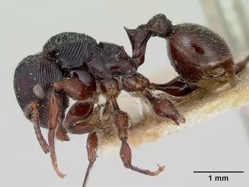 Terataner steinheili specimen CASENT0172826 image casent0172826_3
