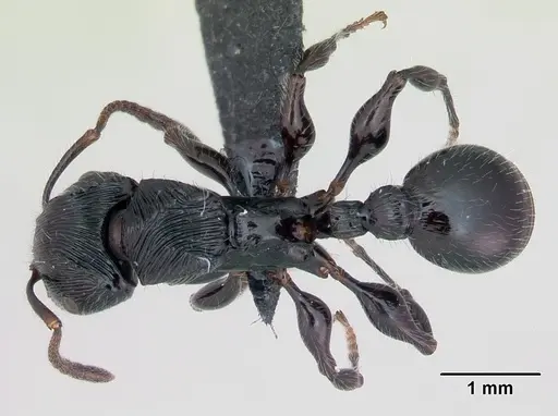 Terataner steinheili specimen CASENT0172827 image casent0172827_1