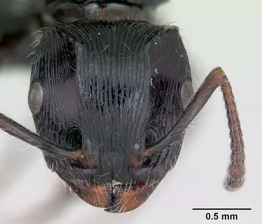 Terataner steinheili specimen CASENT0172827 image casent0172827_2