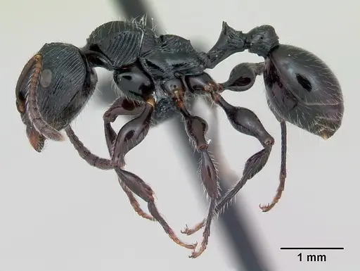 Terataner steinheili specimen CASENT0172827 image casent0172827_3