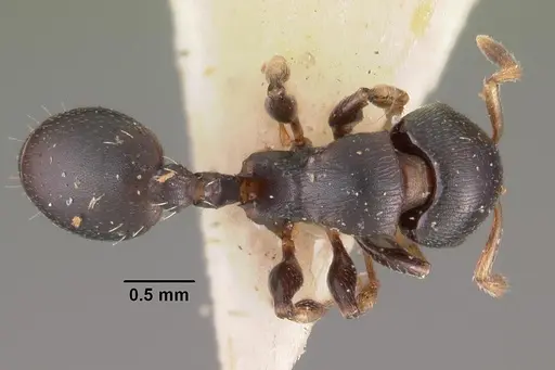 Terataner velatus specimen CASENT0102229 image casent0102229_1