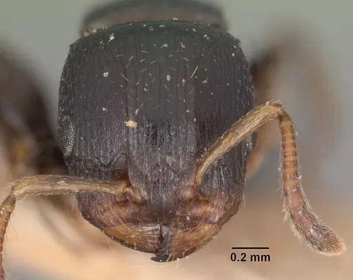 Terataner velatus specimen CASENT0102229 image casent0102229_2