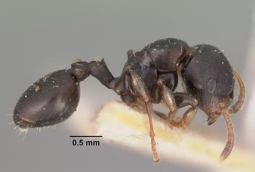 Terataner velatus specimen CASENT0102229 image casent0102229_3
