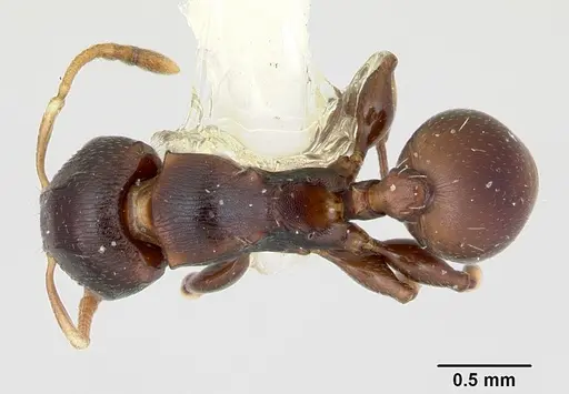 Terataner velatus specimen CASENT0172828 image casent0172828_1