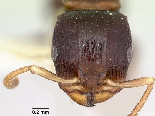 Terataner velatus specimen CASENT0172828 image casent0172828_2