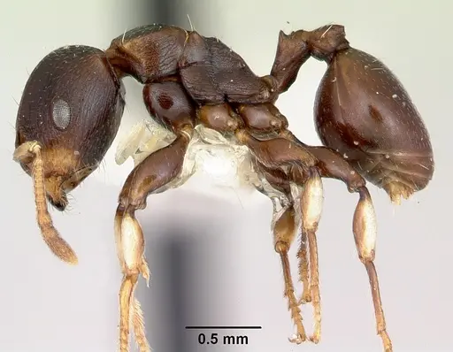 Terataner velatus specimen CASENT0172828 image casent0172828_3