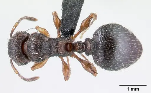 Terataner xaltus specimen CASENT0002464 image casent0002464_1