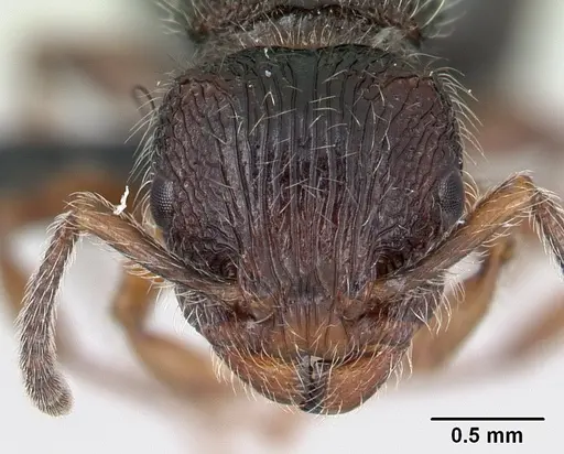 Terataner xaltus specimen CASENT0002464 image casent0002464_2
