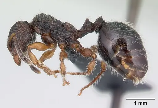 Terataner xaltus specimen CASENT0002464 image casent0002464_3
