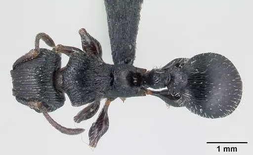Terataner xaltus specimen CASENT0002552 image casent0002552_1