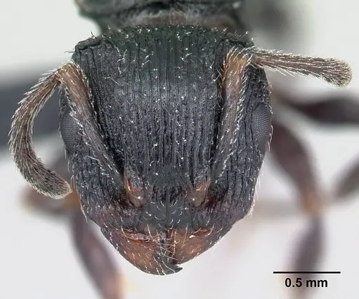 Terataner xaltus specimen CASENT0002552 image casent0002552_2