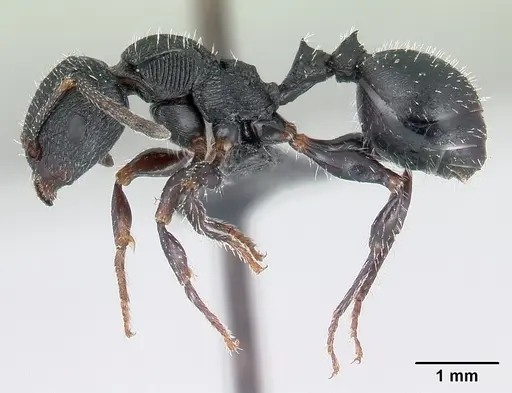 Terataner xaltus specimen CASENT0002552 image casent0002552_3