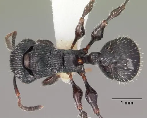 Terataner xaltus specimen CASENT0102231 image casent0102231_1