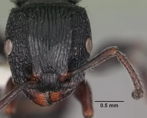 Terataner xaltus specimen CASENT0102231 image casent0102231_2