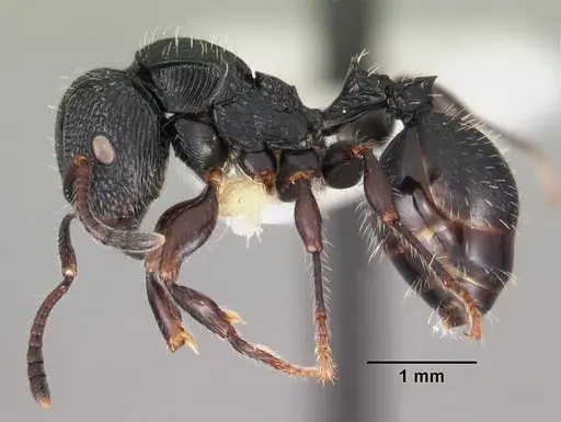Terataner xaltus specimen CASENT0102231 image casent0102231_3