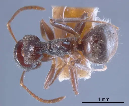 Teratomyrmex greavesi specimen ANTWEB1008358 image antweb1008358_1