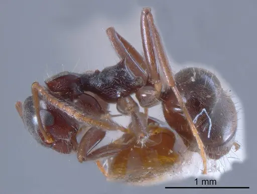Teratomyrmex greavesi specimen ANTWEB1008358 image antweb1008358_2
