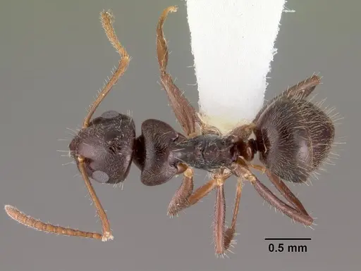 Teratomyrmex greavesi specimen CASENT0102382 image casent0102382_1