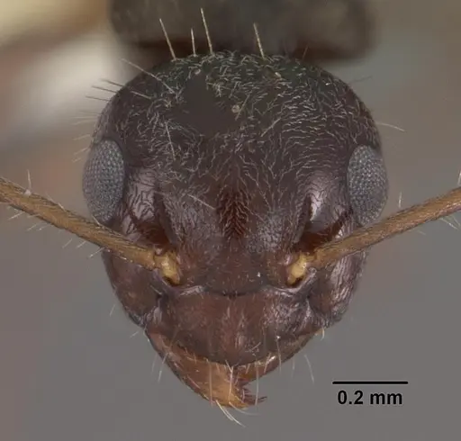 Teratomyrmex greavesi specimen CASENT0102382 image casent0102382_2