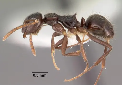 Teratomyrmex greavesi specimen CASENT0102382 image casent0102382_3
