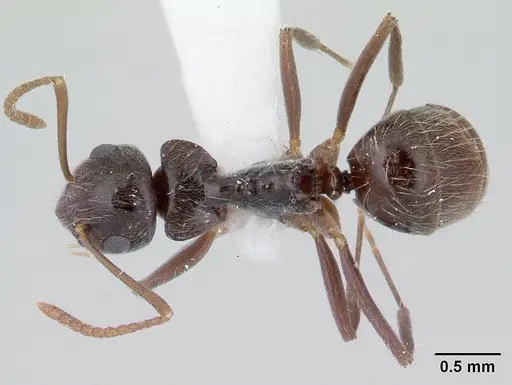 Teratomyrmex greavesi specimen CASENT0178515 image casent0178515_1