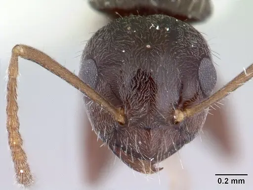 Teratomyrmex greavesi specimen CASENT0178515 image casent0178515_2