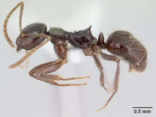 Teratomyrmex greavesi specimen CASENT0178515 image casent0178515_3