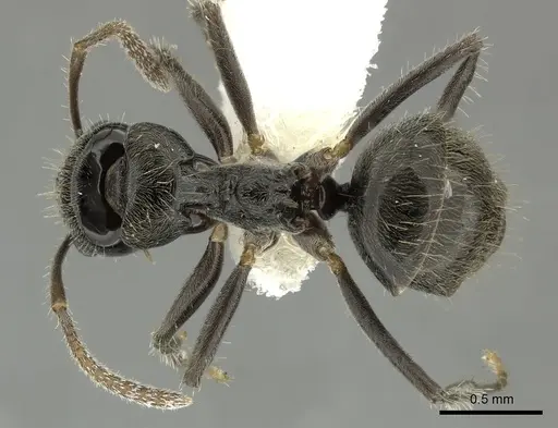 Teratomyrmex greavesi specimen QMT162820 image qmt162820_1