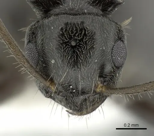 Teratomyrmex greavesi specimen QMT162820 image qmt162820_2