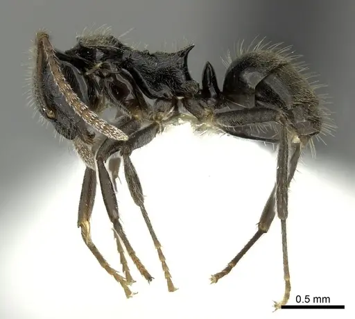 Teratomyrmex greavesi specimen QMT162820 image qmt162820_3