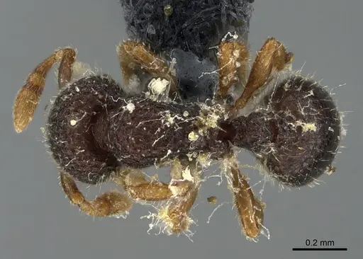 Tetheamyrma bidentata specimen CASENT0923701 image casent0923701_1