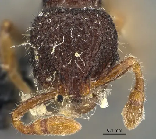 Tetheamyrma bidentata specimen CASENT0923701 image casent0923701_2