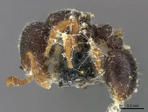 Tetheamyrma bidentata specimen CASENT0923701 image casent0923701_3