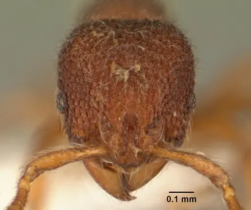 Tetheamyrma subspongia specimen CASENT0101593 image casent0101593_2